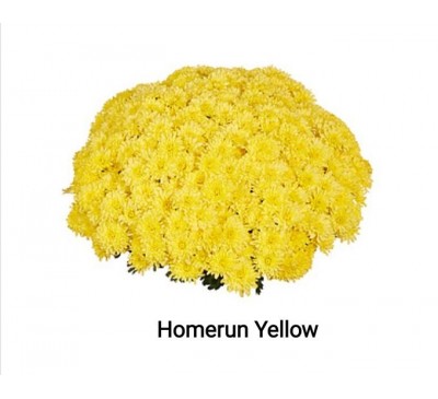 Хризантема Хомерун Еллоу (Homerun Yellow)